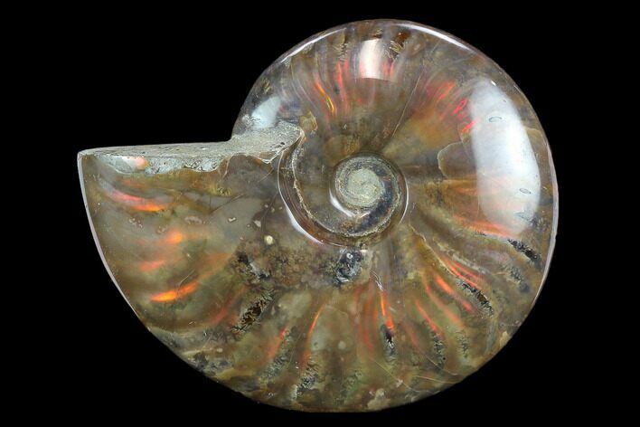 Flashy Red Iridescent Ammonite - Wide #127941
